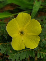 Tribulus zeyheri