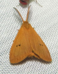 Bracharoa quadripunctata