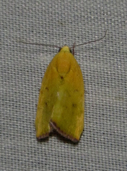 Earias
