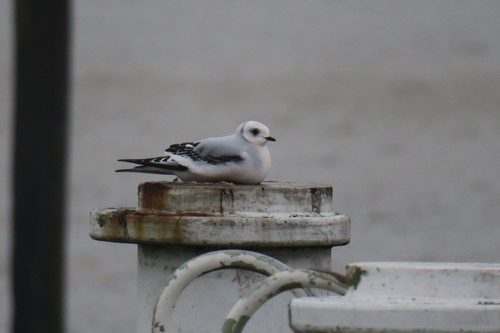 Gaviota rosada (Rhodostethia rosea)
