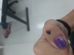 Chrysomelidae