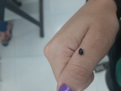 Chrysomelidae