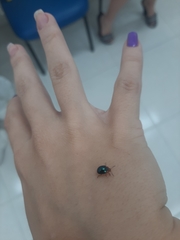 Chrysomelidae