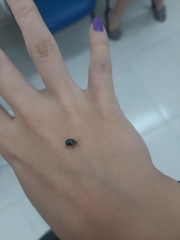 Chrysomelidae