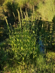 Echinochloa pyramidalis