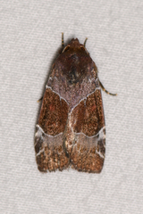 Hampsonodes mastoides