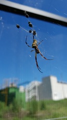 Trichonephila sexpunctata