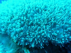 Physogyra lichtensteini