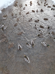 Anas platyrhynchos