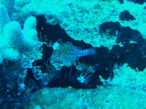 Pixy Hawkfish — seen at this dive site