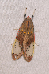 Bertholdia specularis