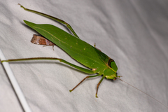 Stilpnochlora thoracica