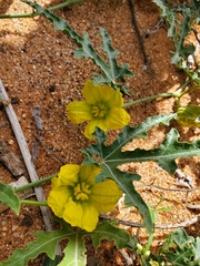 Citrullus naudinianus image