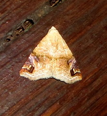 Eublemma apicimacula