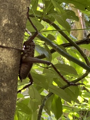 Deinacrida heteracantha