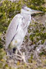 Ardea cinerea