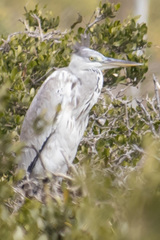 Ardea cinerea