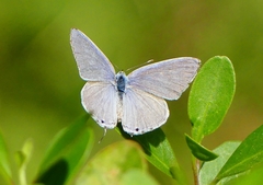 Catochrysops