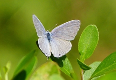 Catochrysops