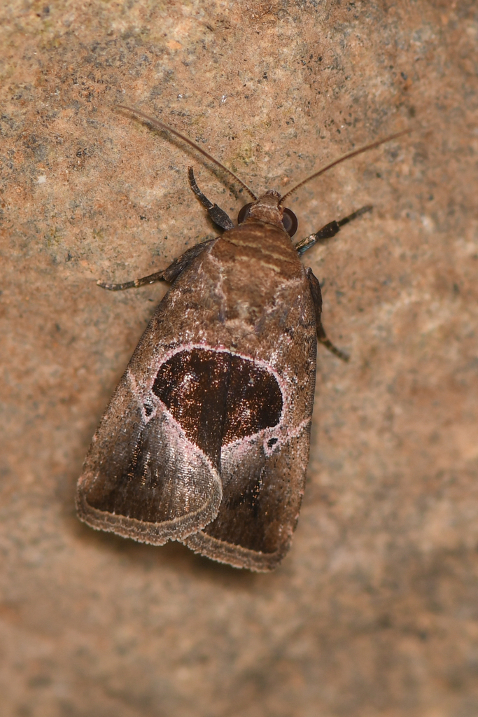 Cutworm moth