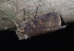 Lithophane laticinerea