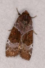 Hampsonodes mastoides