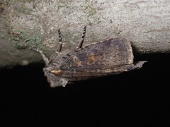 Lithophane laticinerea
