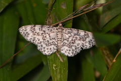 Hymenomima umbelularia