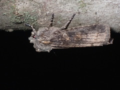 Lithophane laticinerea