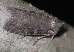 Lithophane laticinerea