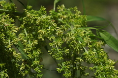 Datisca cannabina
