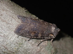 Lithophane laticinerea