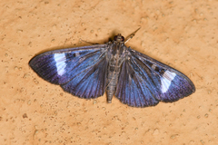 Erilusa leucoplagalis