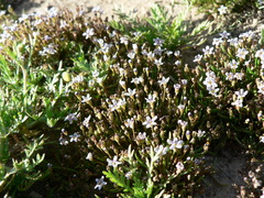 Limosella longiflora