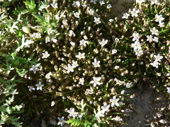 Limosella longiflora