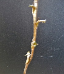 Mesadenus lucayanus