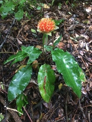 Scadoxus membranaceus