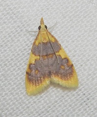 Sameodesma xanthocraspia
