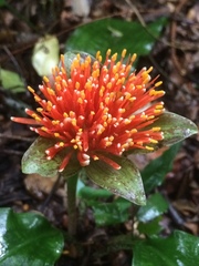Scadoxus membranaceus