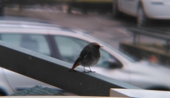 Phoenicurus ochruros