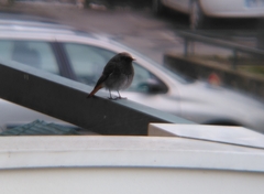 Phoenicurus ochruros
