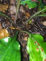 Scadoxus membranaceus