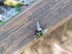 Rutilia quadripunctata
