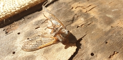 Tettigades