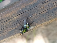 Rutilia quadripunctata