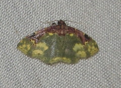 Syngatha flavipars