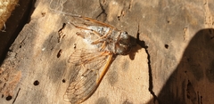 Tettigades