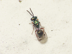 Miscogaster