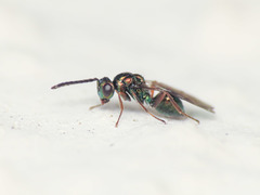 Miscogaster