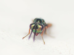 Miscogaster